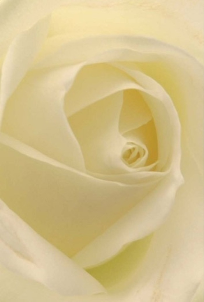 Bathed in soft, ambient daylight that pours through Grove Park's leafy avenues, this classic white rose is the embodiment of tranquillity and refined craftsmanship. Viewed from close, each petal reveals its unique character-creamy, almost opalescent, with a matte-silk texture that invites a gentle touch. Shadows nestle in the innermost layers, drawing the eye to a hypnotic spiral at the bloom's centre, where cream and ivory melt together in a display of understated elegance. The arrangement, expertly composed by a Grove Park florist, speaks of local pride and attention to detail, perfect for marking occasions of heartfelt sincerity: a delicate condolence for a friend on Sutton Court Road, a romantic surprise for a loved one near Fauconberg Village, or an elegant centrepiece for a wedding at the local community hall. There's a subtlety in the bloom's barely-there edges-so fine they seem almost translucent-that hints at both fragility and abiding strength. This rose is more than a flower; it's a messenger of care, crafted for delivery across Grove Park with quiet dignity and the fresh, clean scent that lingers in memory long after the moment has passed.