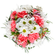 A true celebration of Grove Park's gentle beauty, this vibrant floral bouquet is meticulously arranged to capture both the freshness of spring mornings and the warmth of heartfelt occasions. Presented against a pristine white background, the arrangement begins with vivid white daisies at its center, their lime-green hearts shining brightly and exuding cheer much like the community spirit along the leafy streets of Grove Park. Coral-pink carnations, their petals lush and softly ruffled, swirl around the daisies, infusing the design with an embrace of lively colour and texture. Light, cloudlike clusters of gypsophila soften the edges, suggesting the delicate asides of wildflowers that line riverside walks. Between bursts of blossom, shy buds of alstroemeria in soft purple and pink hint at blooms yet to open, adding an element of hopeful anticipation. The bouquet's depth is further enriched by layers of velvety eucalyptus and rich green foliage, framing each flower with natural elegance reminiscent of Grove Park's own pocket gardens. The careful placement of every stem results in a balanced, circular composition that radiates harmony and sunshine. This bouquet, perfect for delivery to mark birthdays, anniversaries, or for simply bringing a touch of brightness into a Grove Park home, reflects the artistry and heart of local floristry, and carries with it both beauty and a subtle nod to the neighborhood's timeless charm.